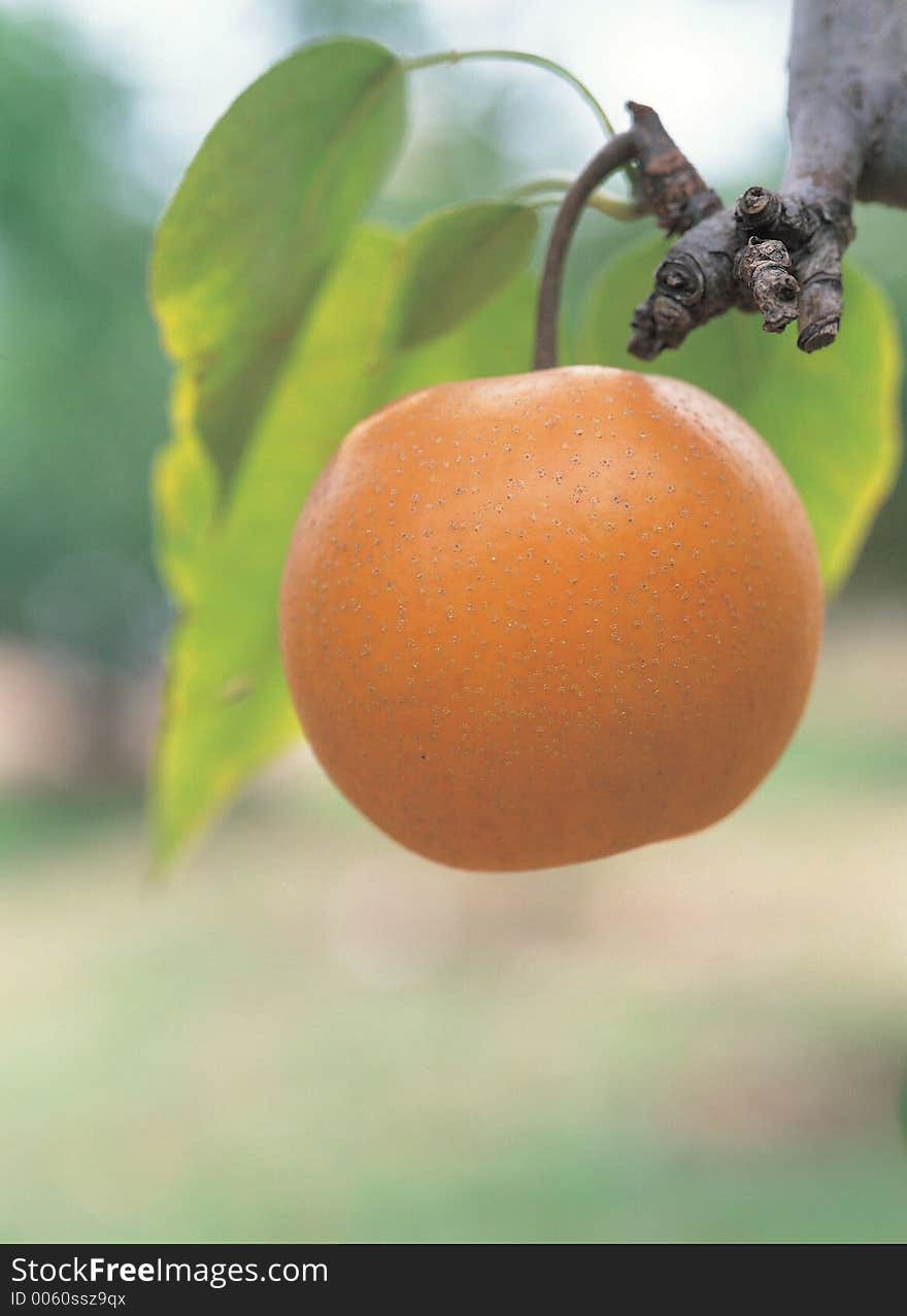 Pear With Branch