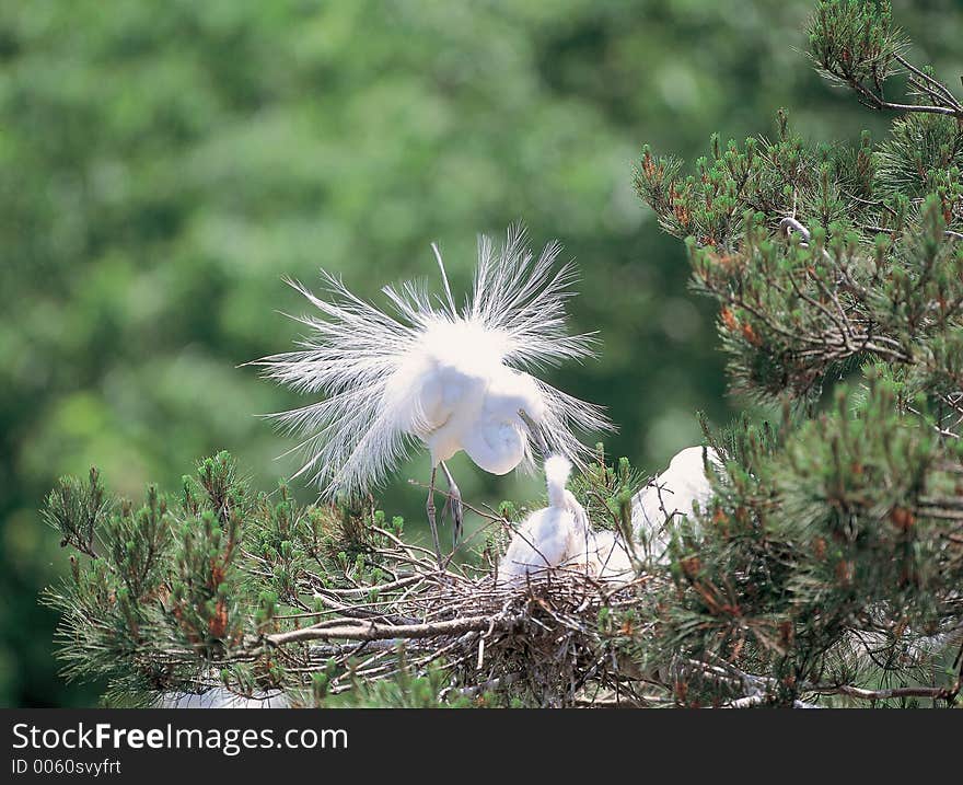 Bird with Tree Details