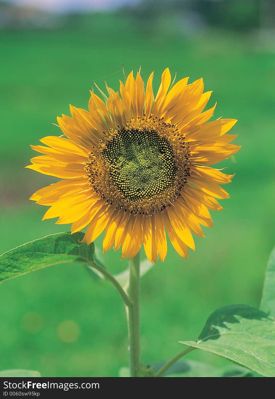 Sunflower with Branch Details