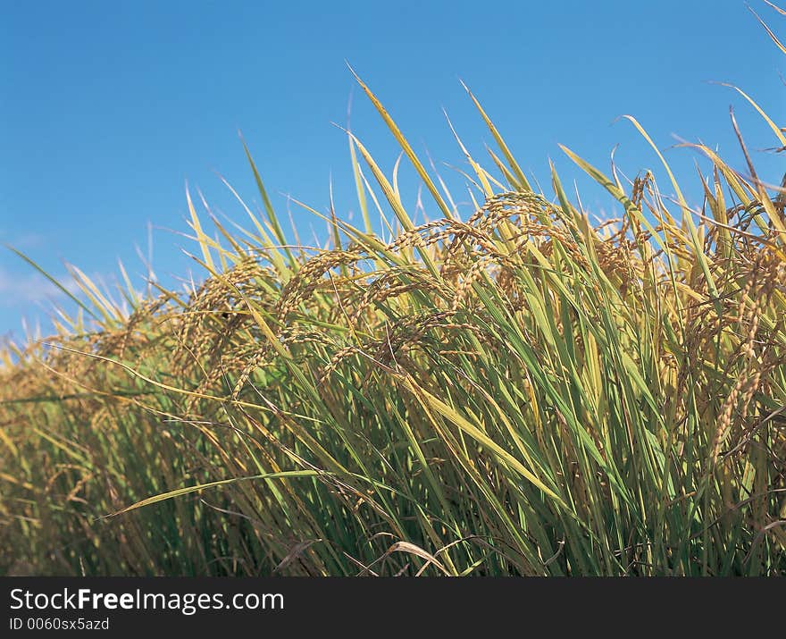 Riceplants With Sky