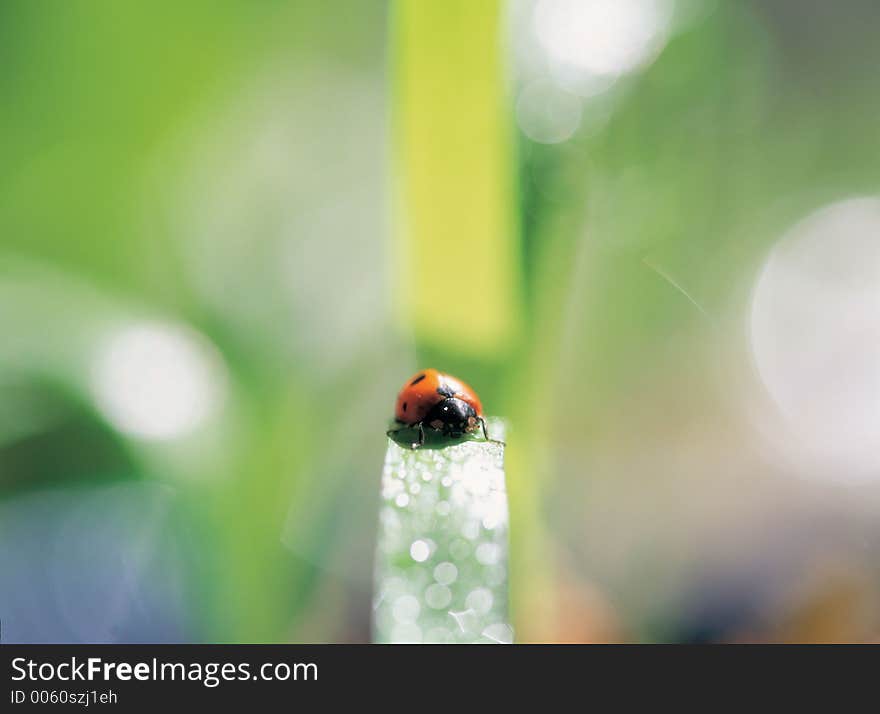 Ladybird on Leaf