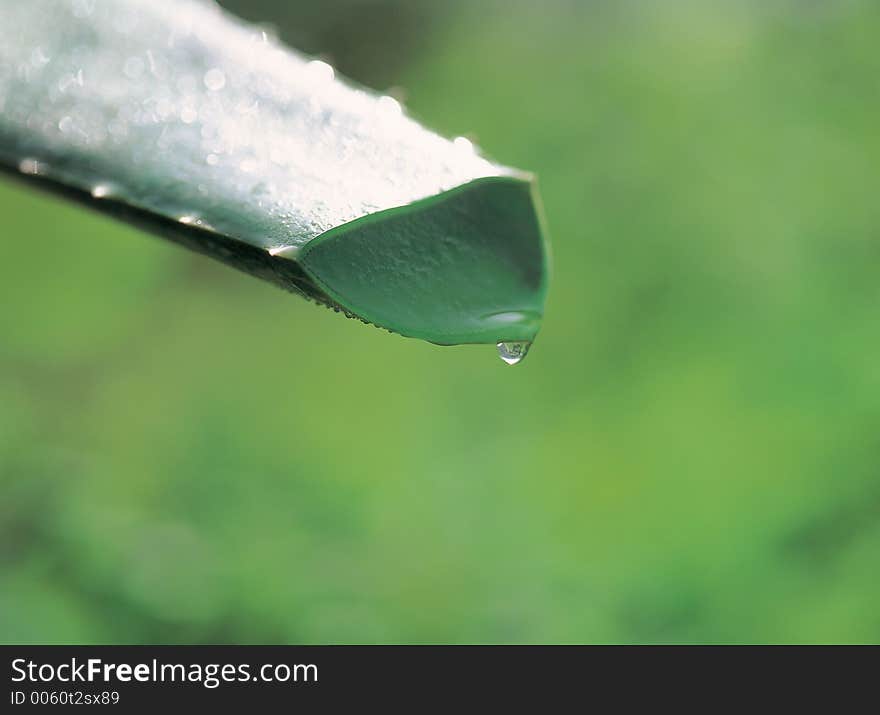 Aloe With Waterdrops