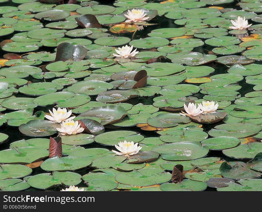 Leaves on Water Details