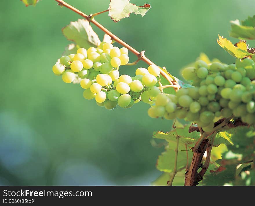 Grapes with Cane