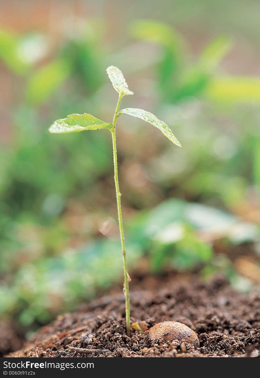 Sand with Plant