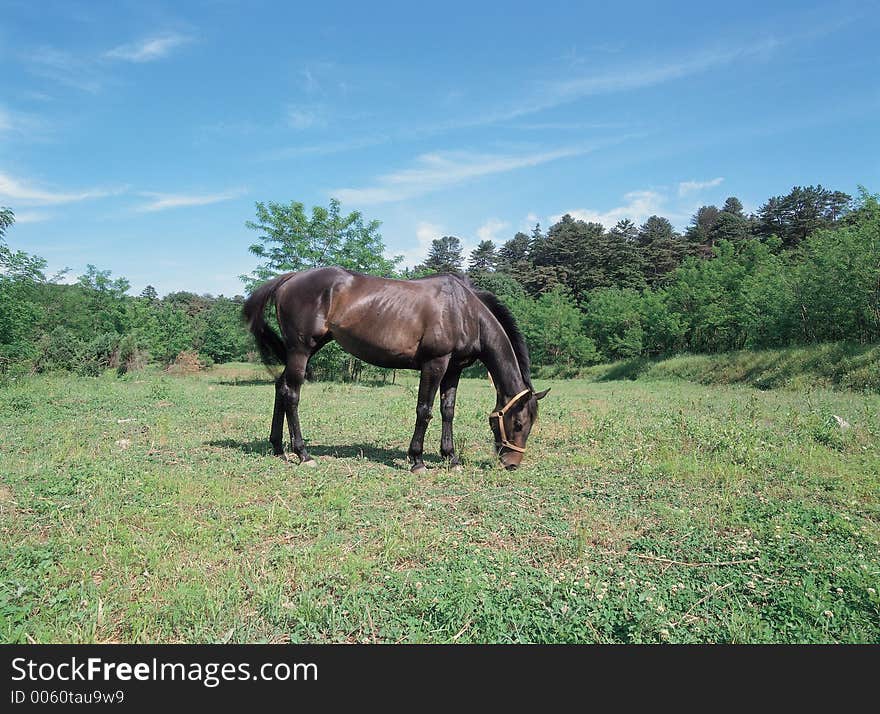 Horse on Ground