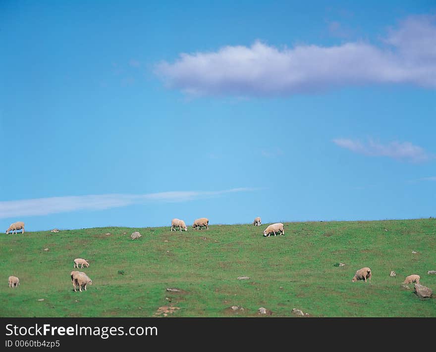 Sheeps on Ground