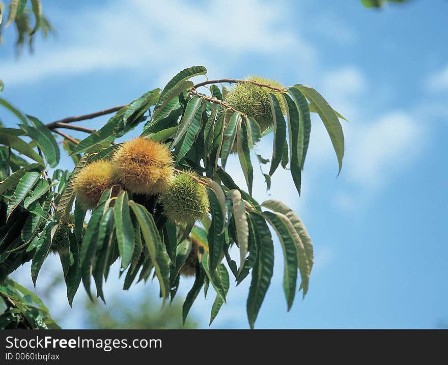 Chestnut on Tree