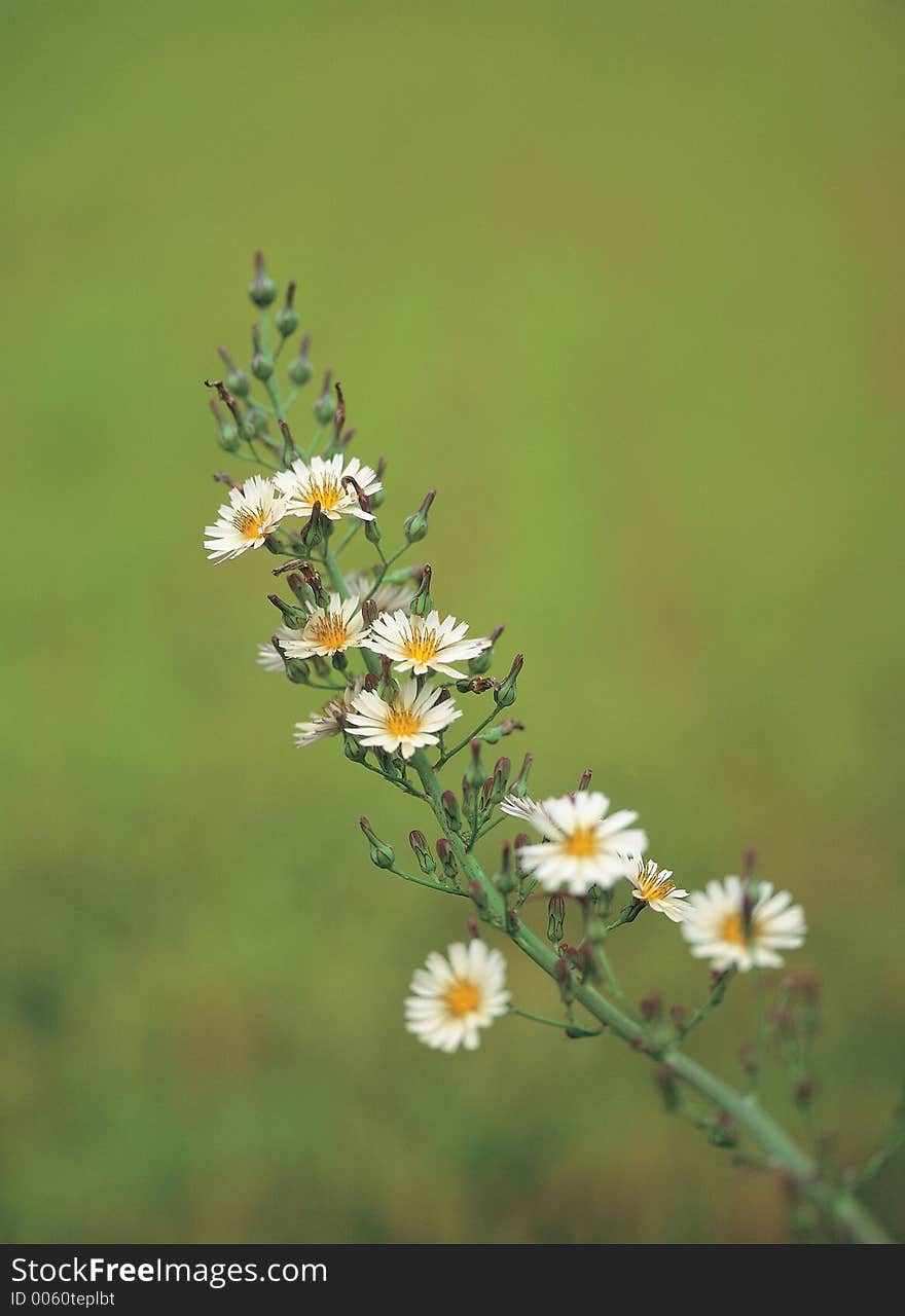 Flowers On Plant