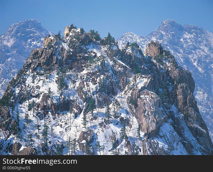 Trees on Snow Details