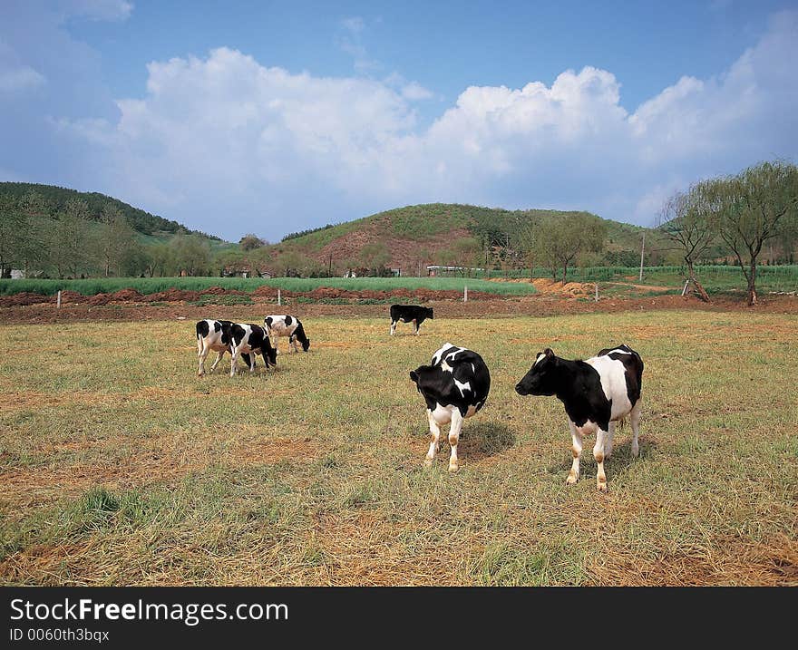 Cows on Grass Details