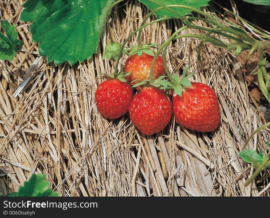 Strawberry On Straw