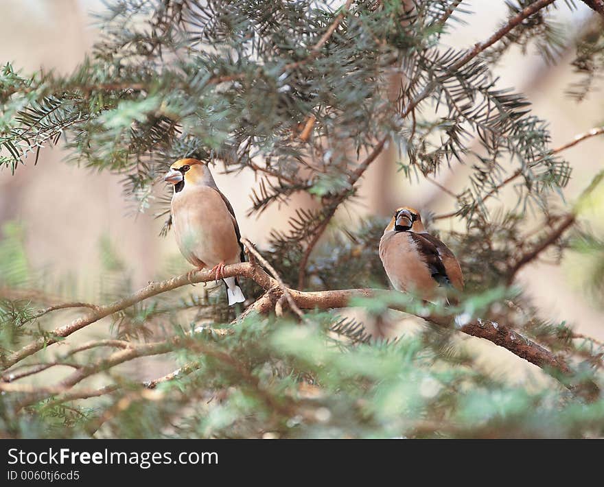 Birds with Plant