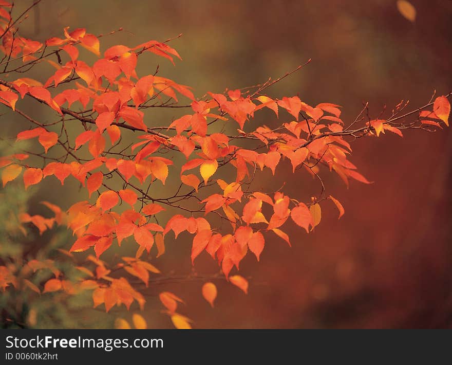 Maple with Cane