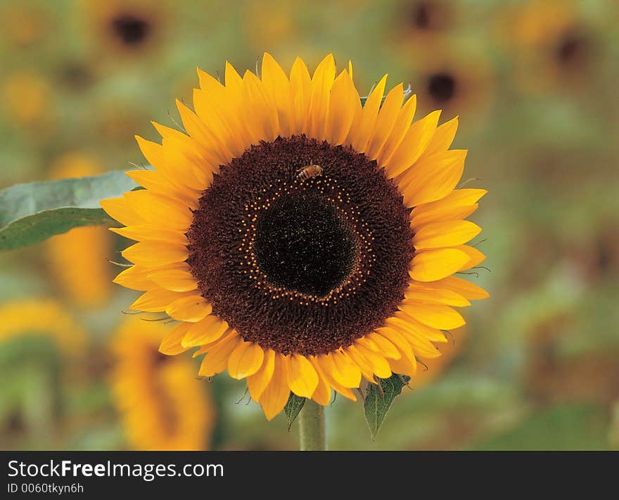 Sunflower on Branch