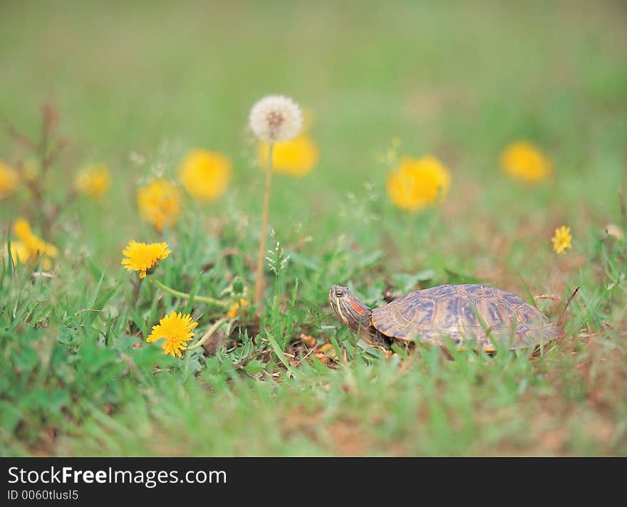 Turtle with Flowers