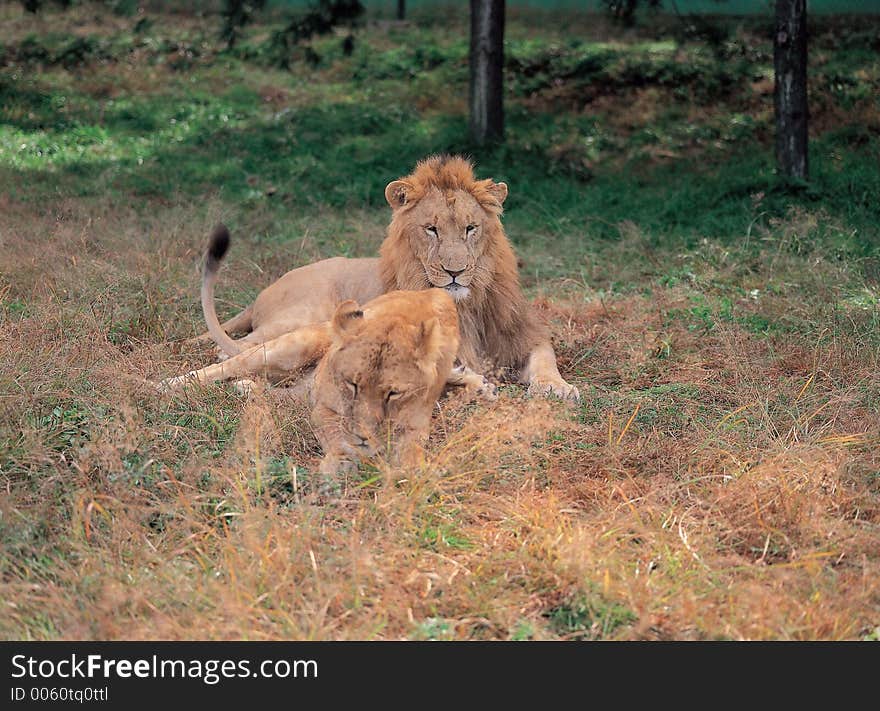 Lion on Grass