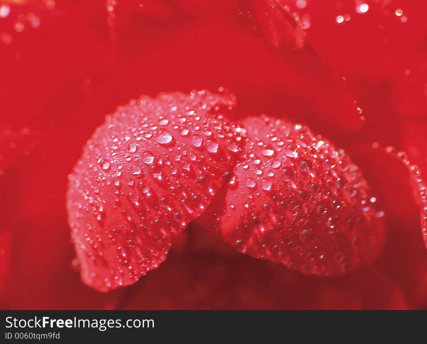 Waterdrops On Flower