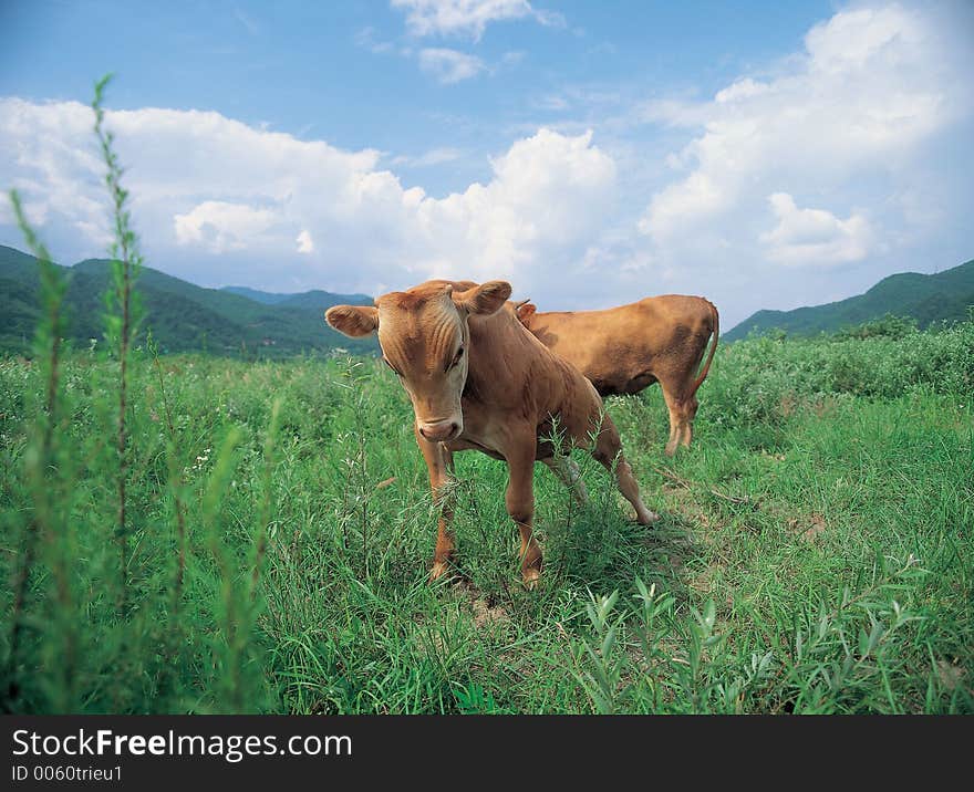 Cow on Grass Details