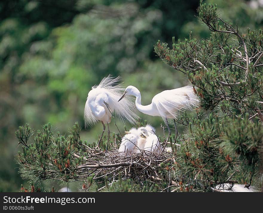 Brids at Nature Details