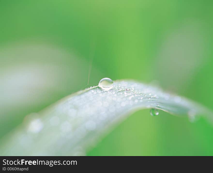 Waterdrops At Nature