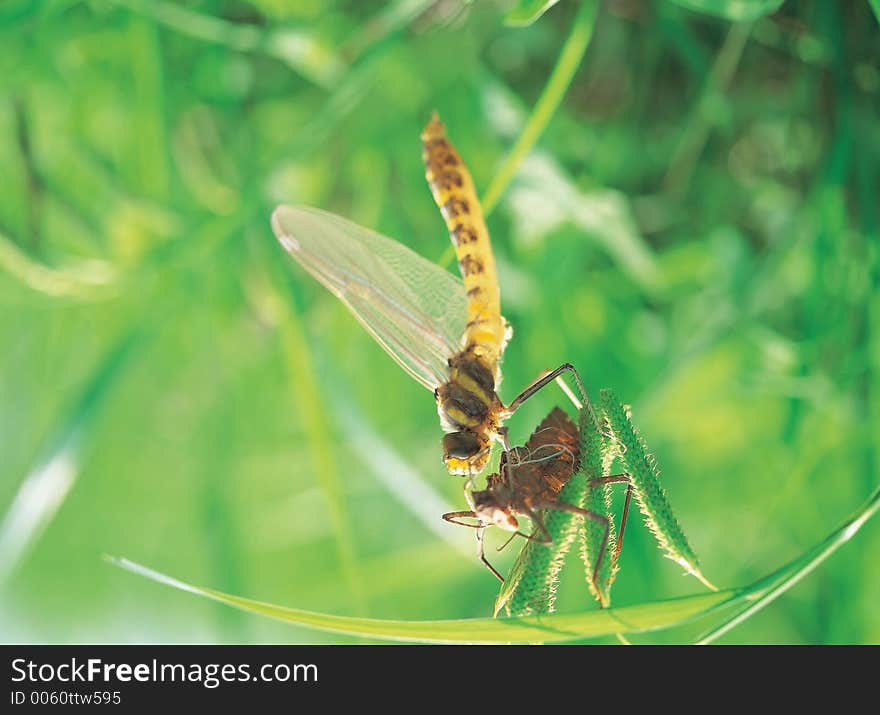 Dragonfly with Skin