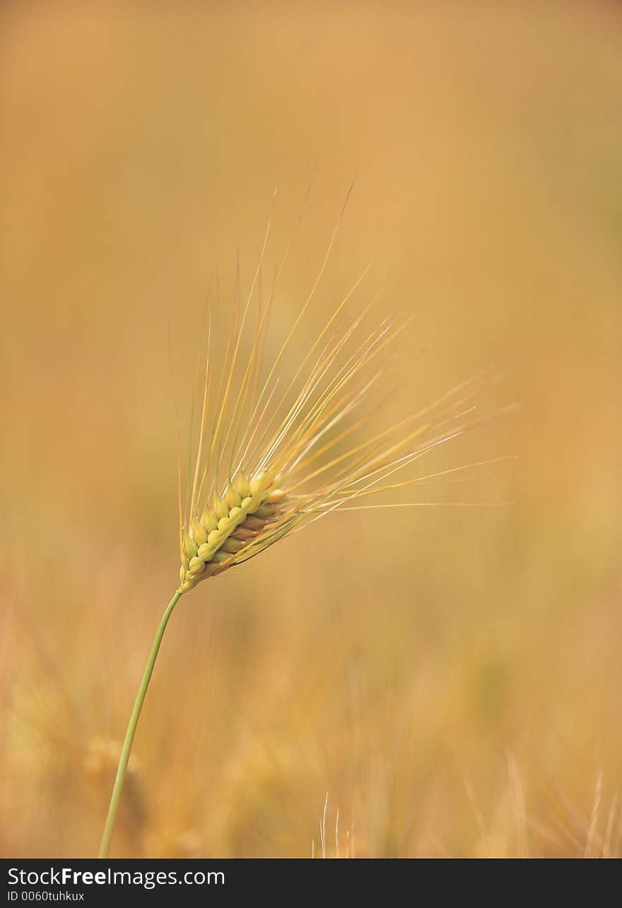 Rice with Cane