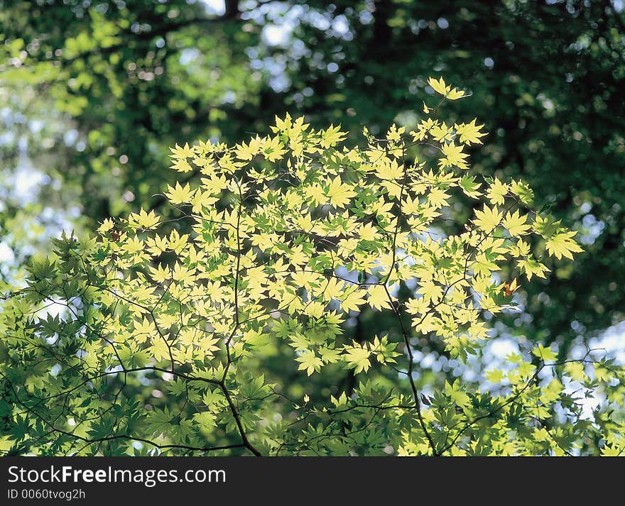 Leaves on Branch