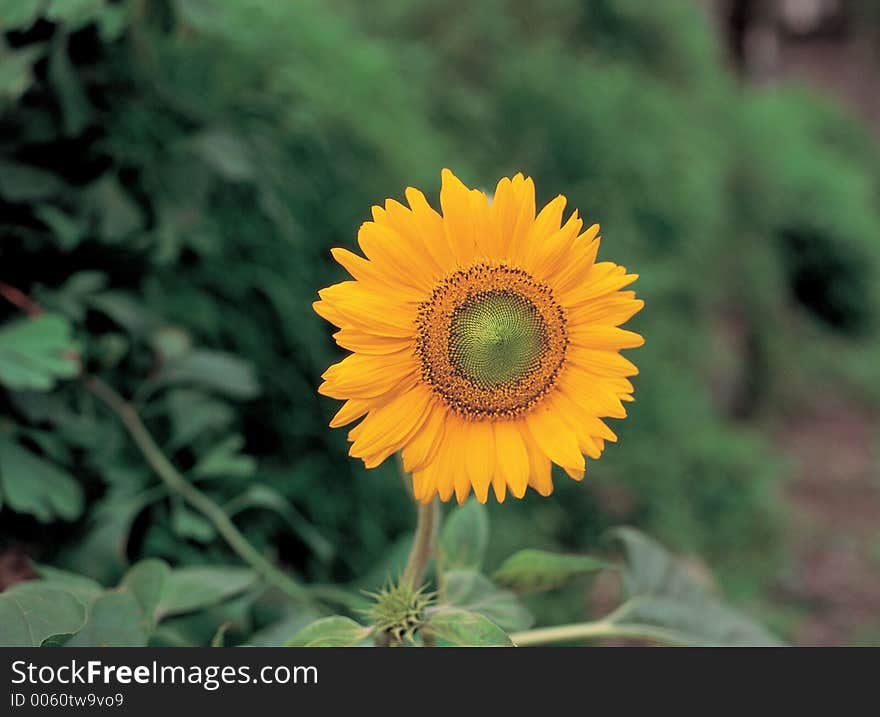 Flower At Nature