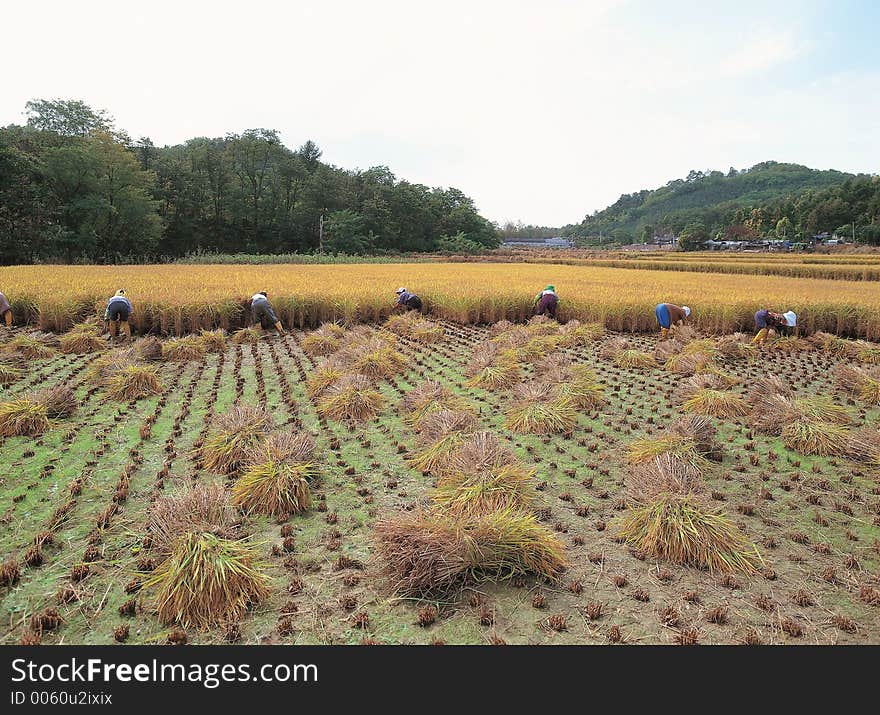 Farmers with Rice