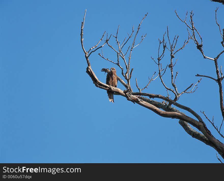 Bird with Sky