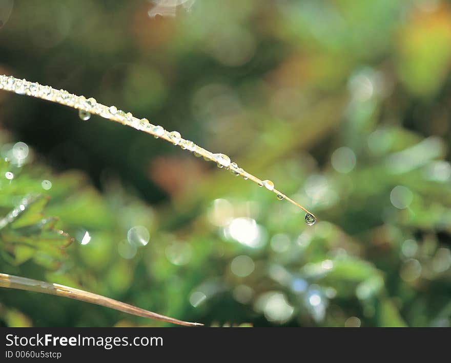 Waterdrops Under Plant