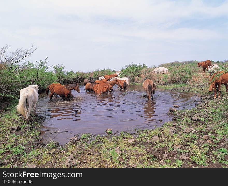 Fountain with Horses