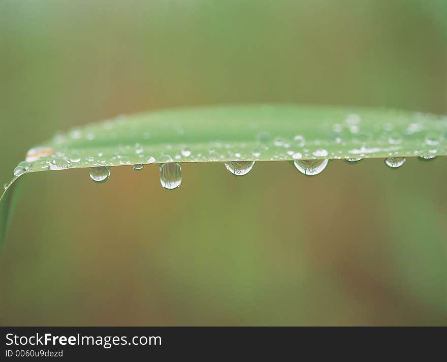 Dew and Leaf