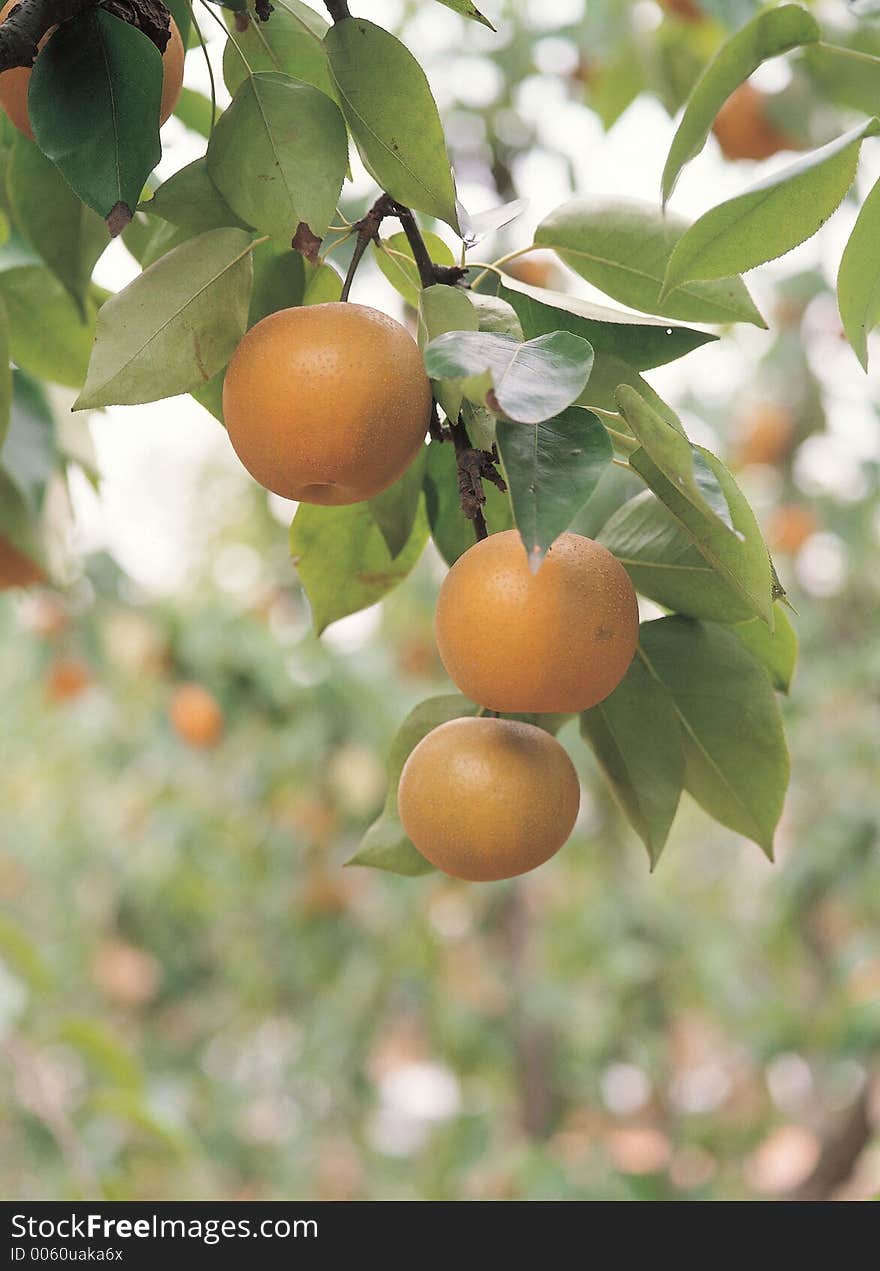 Pear and Leaves