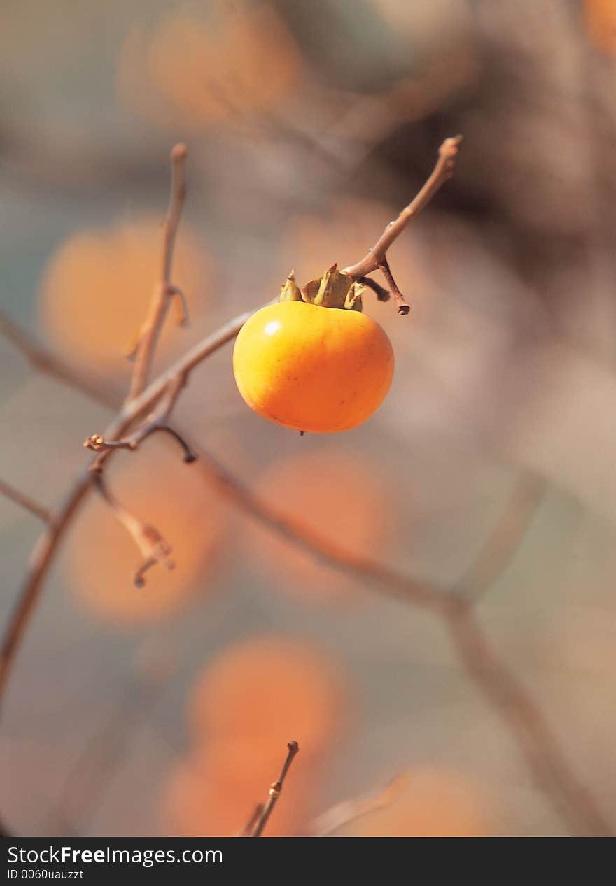 Persimmon and Branch