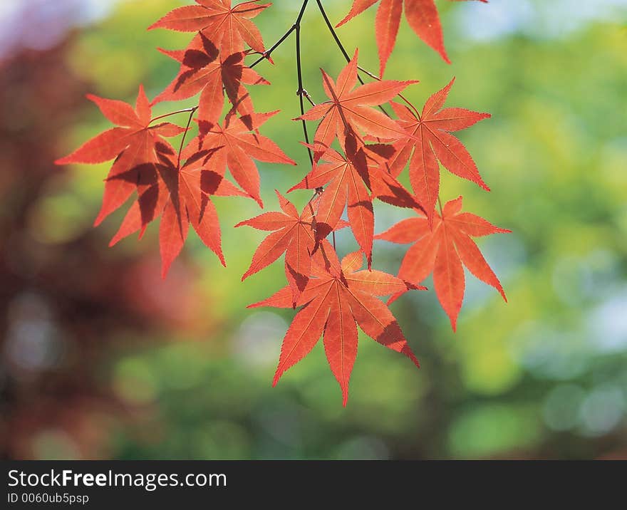 Maple and Branch