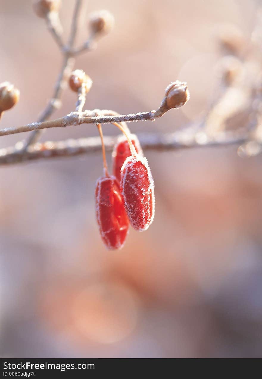 Berry and Branch Details