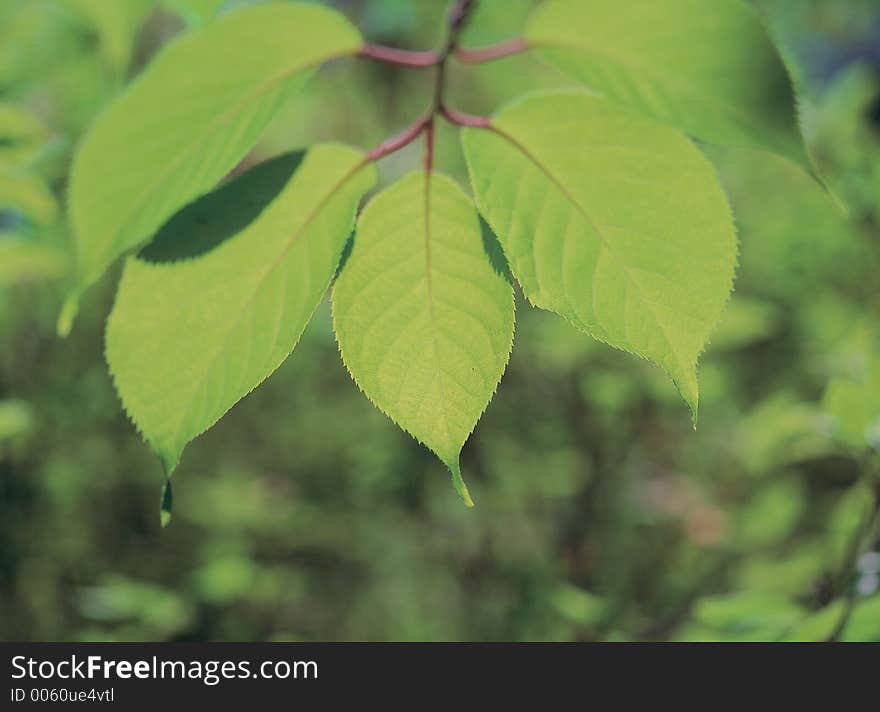 Leaves and Branch