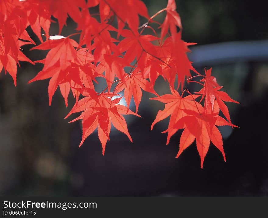 Red Maple