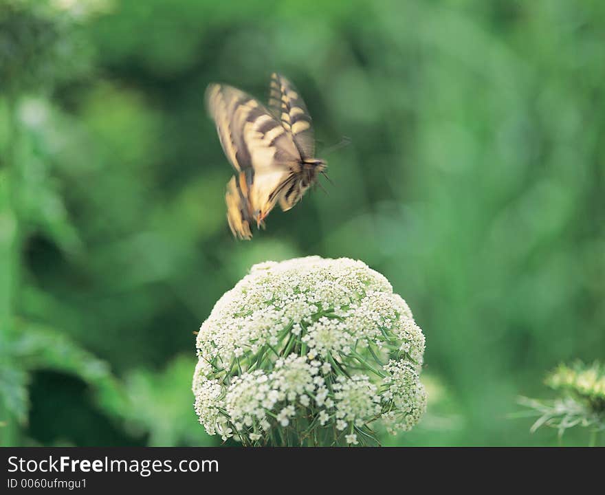 Butterfly with flowers