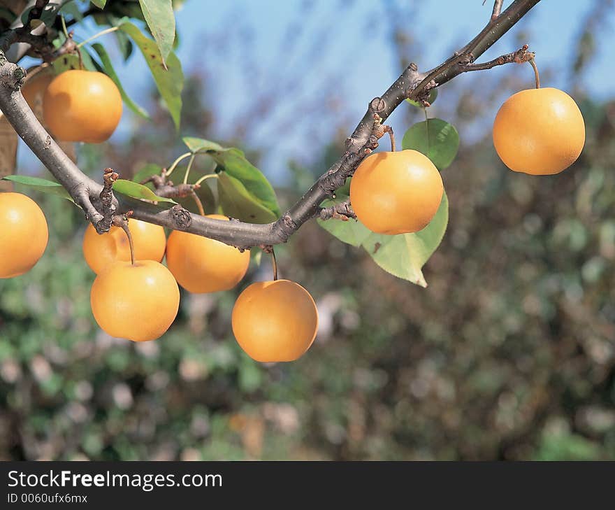 Pears and Branch