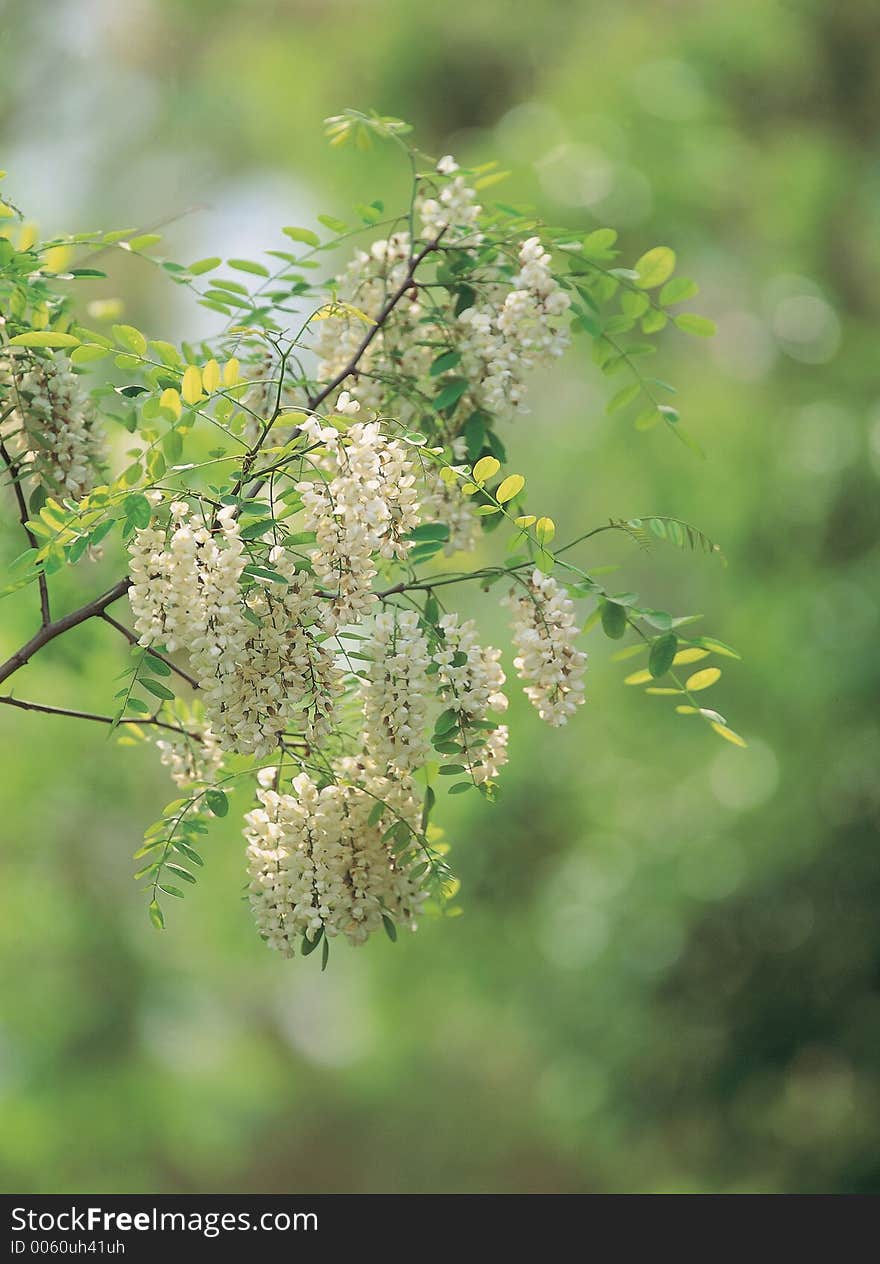 Flowers and Cane Details