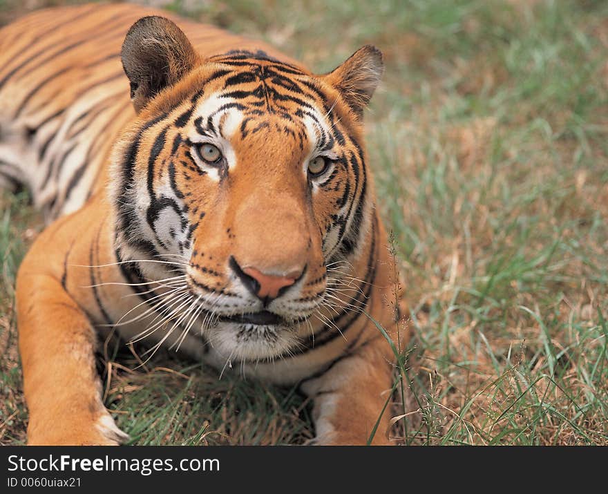 Tiger and Grass