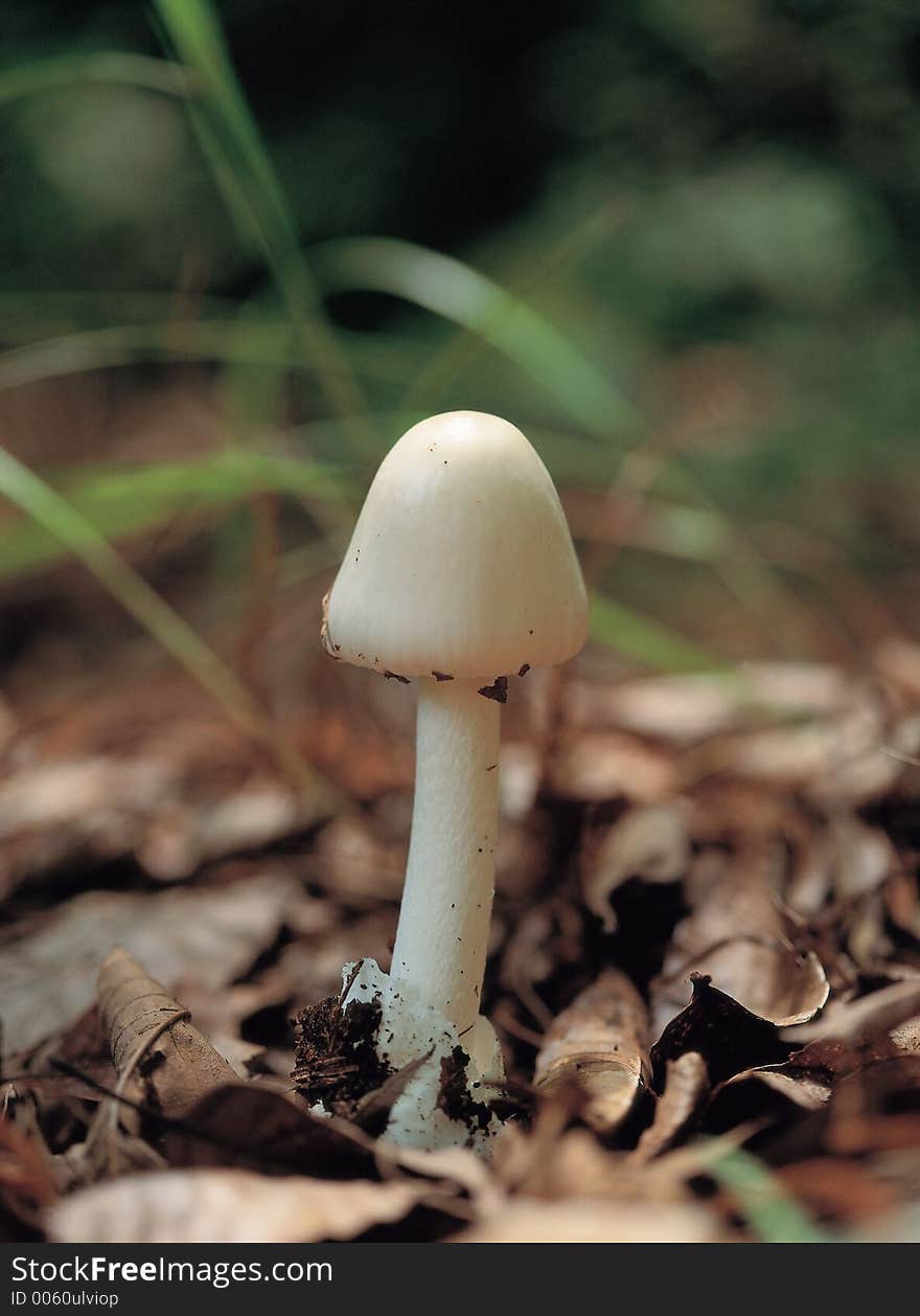 Mushroom and Ground