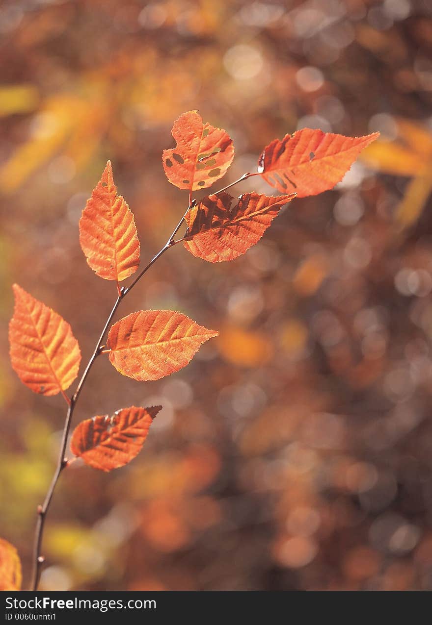 Leaves and Cane