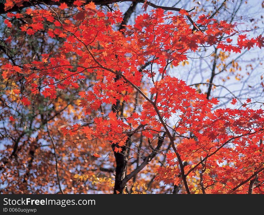 Maple and Tree Details