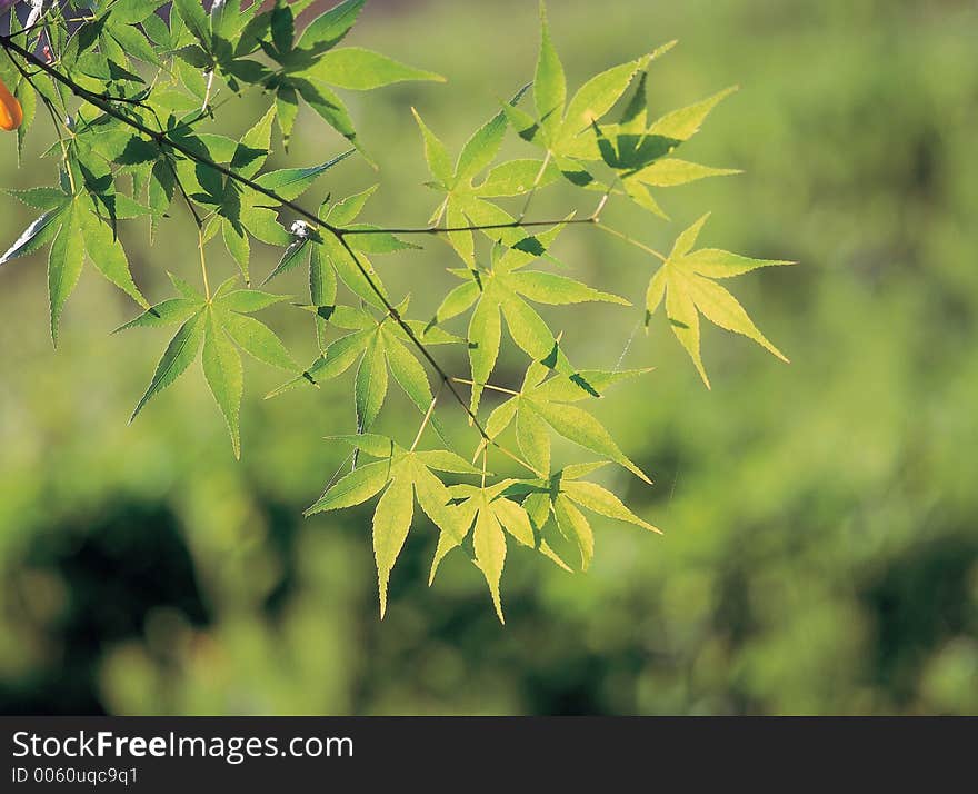 Leaves at Branch