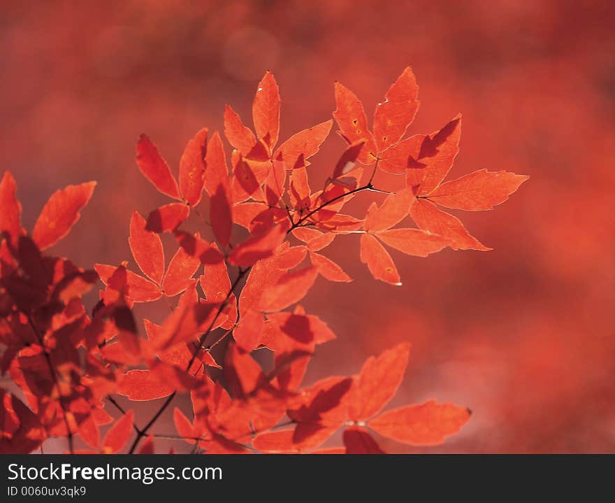 Maple and Plant Details