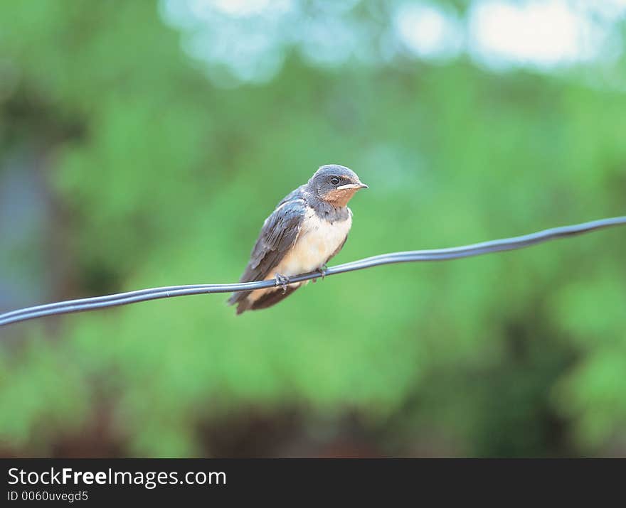 Bird on Line